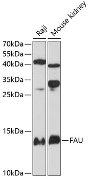 FAU Rabbit Polyclonal Antibody
