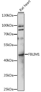 FBLIM1 Rabbit Polyclonal Antibody