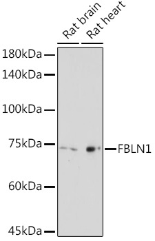 FBLN1 Rabbit Polyclonal Antibody