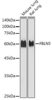 FBLN5 Rabbit Polyclonal Antibody