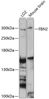 FBN2 Rabbit Polyclonal Antibody
