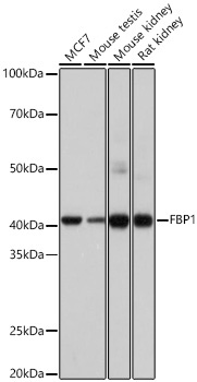 FBP1 Rabbit Monoclonal Antibody