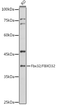 Fbx32/FBXO32 Rabbit Polyclonal Antibody