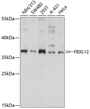 FBXL12 Rabbit Polyclonal Antibody