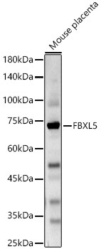 FBXL5 Rabbit Polyclonal Antibody