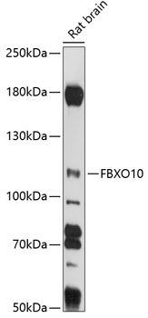 FBXO10 Rabbit Polyclonal Antibody