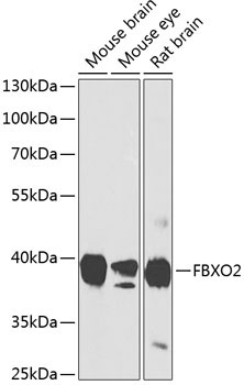 FBXO2 Rabbit Polyclonal Antibody