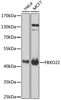 FBXO22 Rabbit Polyclonal Antibody