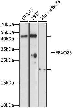 FBXO25 Rabbit Polyclonal Antibody