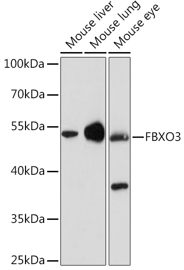 FBXO3 Rabbit Polyclonal Antibody