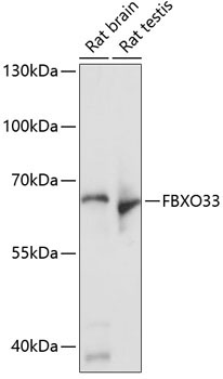FBXO33 Rabbit Polyclonal Antibody