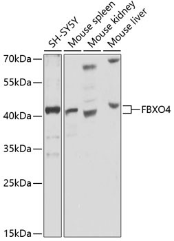 FBXO4 Rabbit Polyclonal Antibody