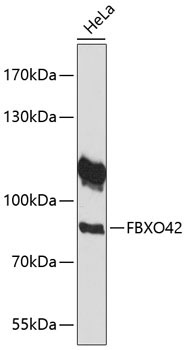 FBXO42 Rabbit Polyclonal Antibody