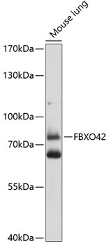 FBXO42 Rabbit Polyclonal Antibody