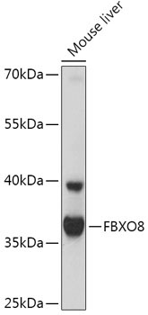 FBXO8 Rabbit Polyclonal Antibody