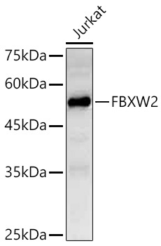 FBXW2 Rabbit Polyclonal Antibody - Image 2