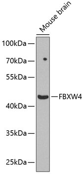 FBXW4 Rabbit Polyclonal Antibody