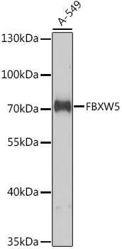 FBXW5 Rabbit Polyclonal Antibody