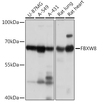 FBXW8 Rabbit Polyclonal Antibody