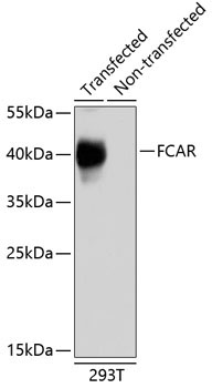 FCAR Rabbit Polyclonal Antibody