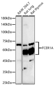 FceR1 alpha Rabbit Monoclonal Antibody