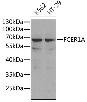 FCER1A Rabbit Polyclonal Antibody