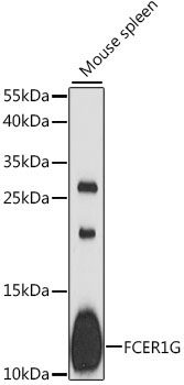 FCER1G Rabbit Polyclonal Antibody