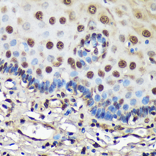 FCF1 Rabbit Polyclonal Antibody - Image 2