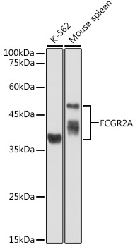 FCGR2A Rabbit Polyclonal Antibody