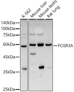 FCGR3A Rabbit Polyclonal Antibody