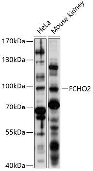 FCHO2 Rabbit Polyclonal Antibody