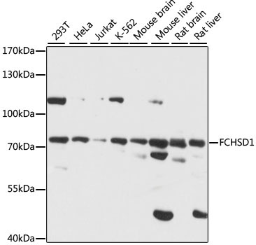 FCHSD1 Rabbit Polyclonal Antibody