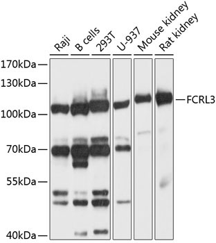 FCRL3 Rabbit Polyclonal Antibody