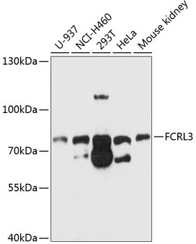 FCRL3 Rabbit Polyclonal Antibody