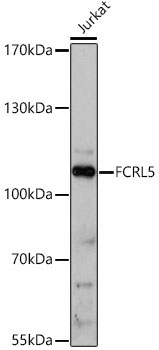 FCRL5 Rabbit Polyclonal Antibody