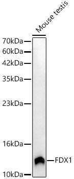 FDX1 Rabbit Polyclonal Antibody