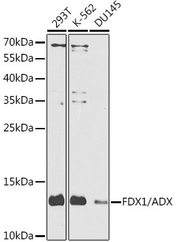 FDX1/ADX Rabbit Polyclonal Antibody