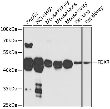 FDXR Rabbit Polyclonal Antibody