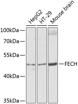 FECH Rabbit Polyclonal Antibody