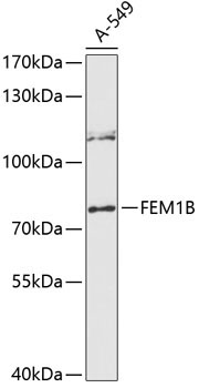 FEM1B Rabbit Polyclonal Antibody