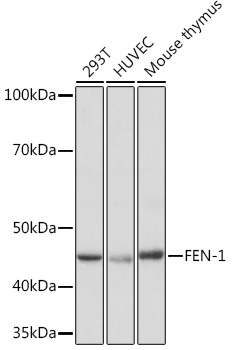 FEN-1 Rabbit Monoclonal Antibody