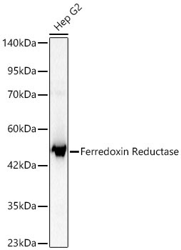 Ferredoxin Reductase Rabbit Polyclonal Antibody