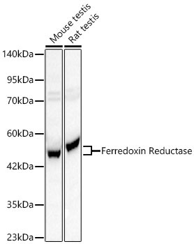 Ferredoxin Reductase Rabbit Polyclonal Antibody - Image 2