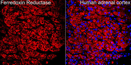 Ferredoxin Reductase Rabbit Polyclonal Antibody - Image 3