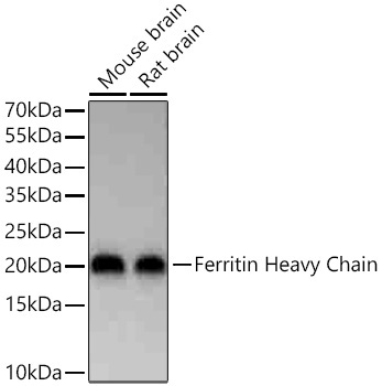 Ferritin Heavy Chain Rabbit Monoclonal Antibody