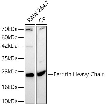 Ferritin Heavy Chain Rabbit Polyclonal Antibody