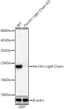 Ferritin Light Chain Rabbit Monoclonal Antibody