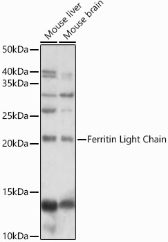 Ferritin Light Chain Rabbit Polyclonal Antibody