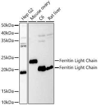 Ferritin Light Chain Rabbit Polyclonal Antibody