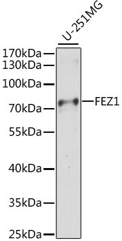 FEZ1 Rabbit Polyclonal Antibody